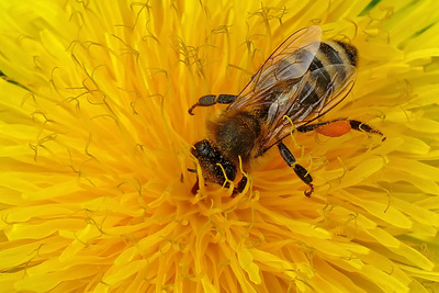 Apitherapie – Kraft der Bienenprodukte